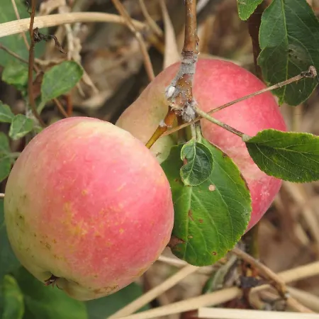 Casa vacanze Madeira House Calheta (Madeira)