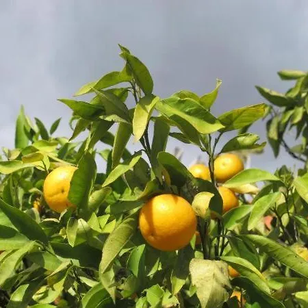 Feriehus Madeira House Calheta (Madeira)