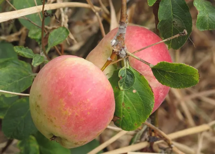 Casa de Férias Madeira House Calheta (Madeira)