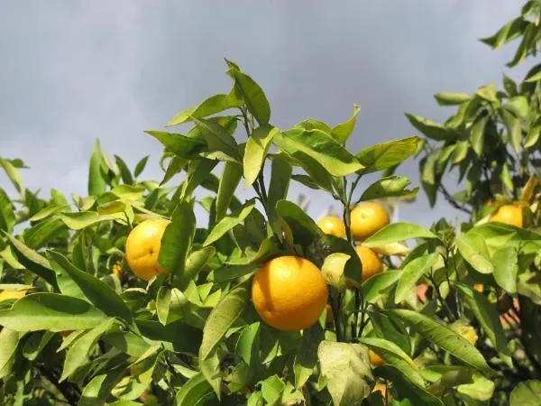 Casa de Férias Madeira House Calheta (Madeira)